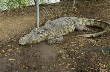 Crocodile in the pool