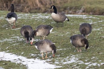 Kanadagans-Hybride (Branta canadagensis)