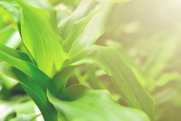 Obraz premium Green leaves with morning light. Selective soft focus.