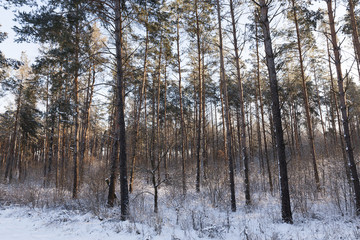 Snow drifts in winter