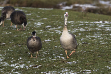 Kanadagans-Hybride (Branta canadagensis)
