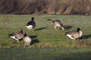 Kanadagans-Hybride (Branta canadagensis)