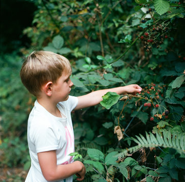 Boy picking blackberries