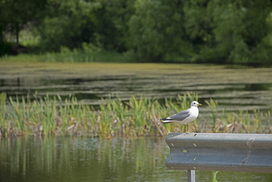 seagull at a pond