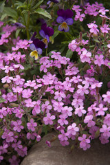 Pink flowers and violets over a stone