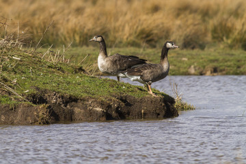 Kanadagans-Hybride (Branta canadagensis)