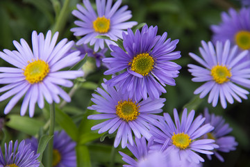 Alpine lilac camomiles