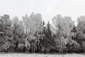 Fototapeta na wymiar Photographed winter forest