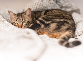 Beautiful domestic cat at home