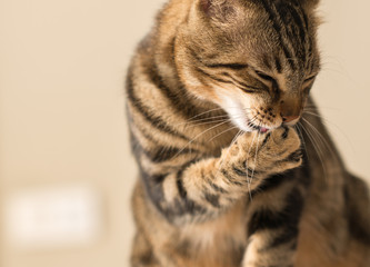 Beautiful feline cat licking himself at home. Domestic animal