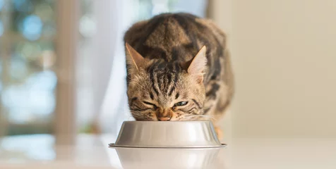 Poster Mooie katachtige kat die op een metalen kom eet. Schattig huisdier. © Krakenimages.com