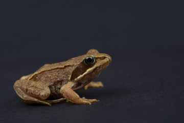 Frog on a black isolated background. Frog.

