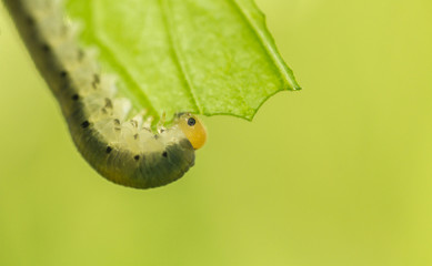 Valerian Sawfly - Macrophya albicincta - larva