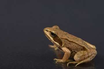 Frog on a black isolated background. Frog.
