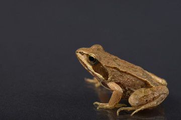 Frog on a black isolated background. Frog.
