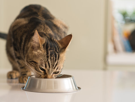 Fototapeta Beautiful feline cat eating on a metal bowl. Cute domestic animal.