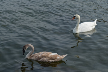 Trumpeter Swan  and fledglings