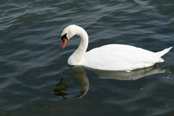 Naklejka premium Trumpeter Swan and reflections in water