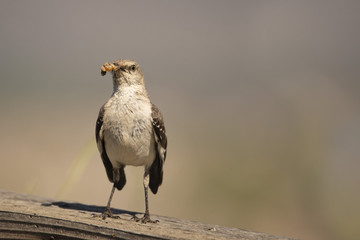 A Mockingbird (Mimus polyglottos) perches on a fence post in the morning sun. Mockingbirds are a group of New World passerine birds from the Mimidae family. 