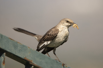 A Mockingbird (Mimus polyglottos) perches on a fence post in the morning sun. Mockingbirds are a group of New World passerine birds from the Mimidae family. 