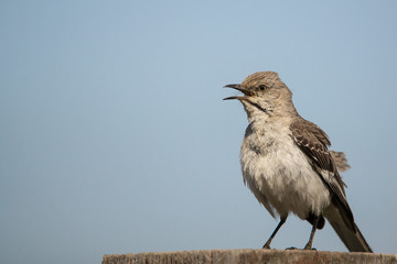 A Mockingbird (Mimus polyglottos) perches on a fence post in the morning sun. Mockingbirds are a group of New World passerine birds from the Mimidae family. 