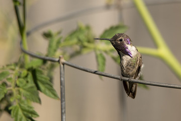 A Costa's Hummingbird (Calypte Costae) perches on the wire of a tomato cage in the morning sun