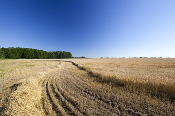 Fototapeta na wymiar harvest wheat