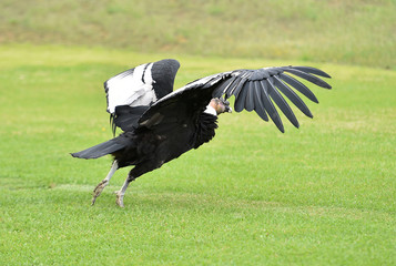 Condor de los andes