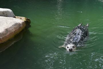 Naklejka premium Seal