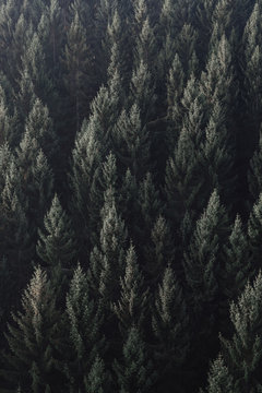 Forest texture