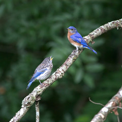 Eastern Bluebird feeding its young on a mid June morning in North Carolina