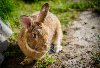 Cute rabbit sitting on green grass in the garden. The concept of wildlife. The idea of the concept of day and kindness.