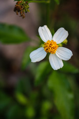 Flower Daisy