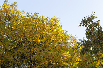 Fototapeta premium shrub with yellow foliage