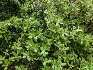 DETALLE DE UNA ENCINA