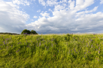 Obraz premium hill with grass