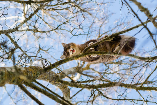 cat up in tree