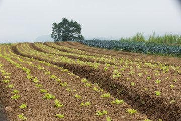 Fototapeta na wymiar Planting and growing vegetables on small farms