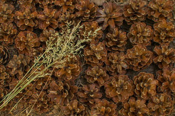 Grasses on pine cones. Forest floor