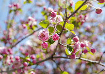 Beautiful pink blossoms in tree