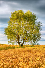 Rural landscape - wheat field with willow tree and cloudy sky in the background, sunset