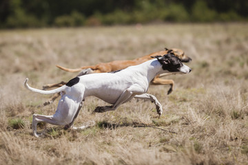 Whippet dog running. Coursing training. Dog running on the field. Sunny summer day