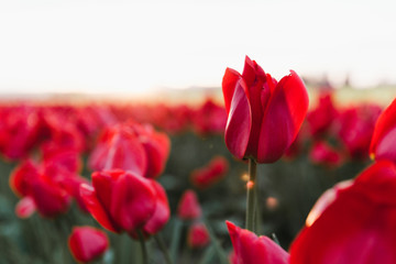 Red Tulips