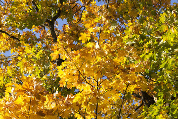 multi-colored foliage