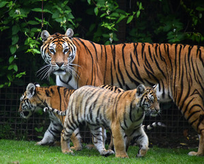 tigre siberiano