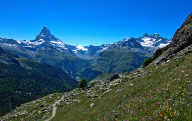 Fototapeta na wymiar Matterhorn hiking trail with wildflowers on side of path