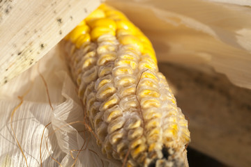 yellow corn