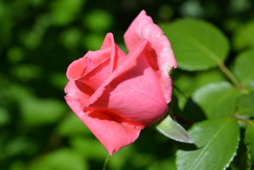 On the green background of the leaves there is a beautiful bud of wild rose with distinct leaves and petals