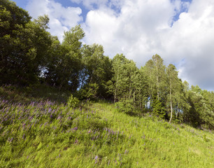 Obraz premium spring landscape