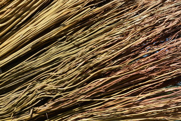 The beautiful natural background of their millet fibers, the branches of millet and millet grains in sunlight and with drops of water and shadow, a very beautiful natural background